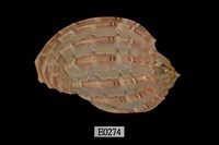 藏品(大楊桃螺)的圖片